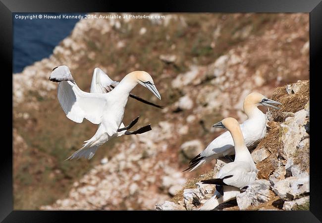 Make way I'm Coming In! Framed Print by Howard Kennedy