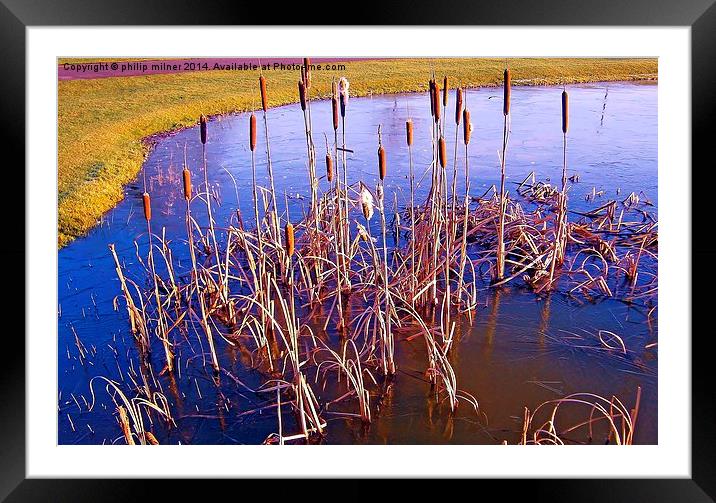  Frozen Pokers Framed Mounted Print by philip milner