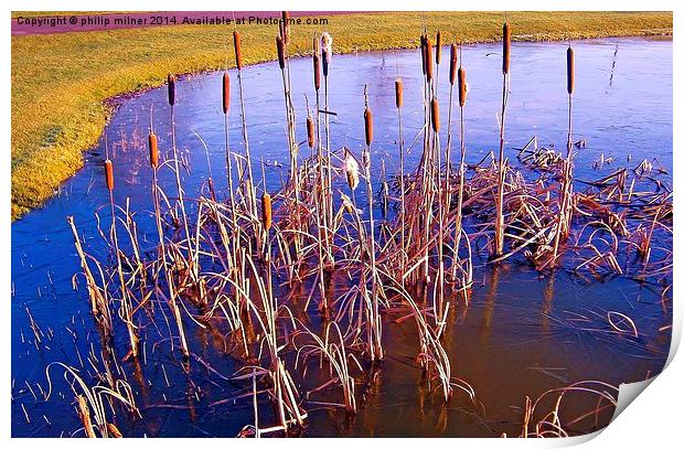  Frozen Pokers Print by philip milner