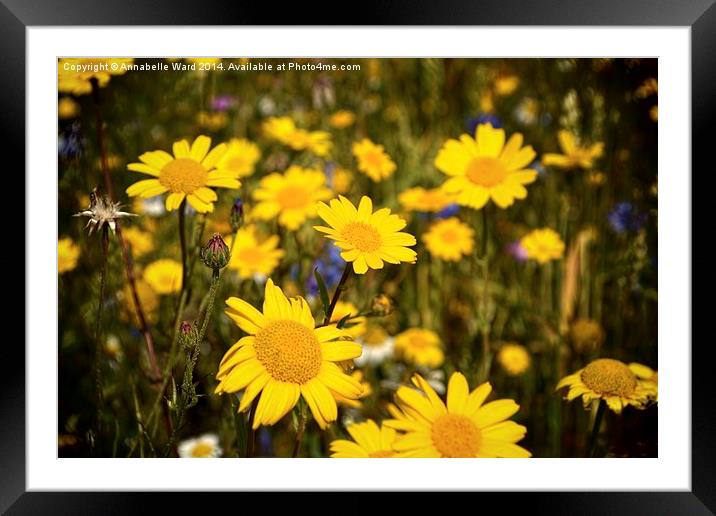  Wild Yellow Daisy. Framed Mounted Print by Annabelle Ward