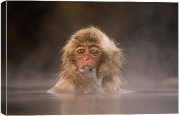 Young Japanese Macaque Canvas Print by Keith Naylor