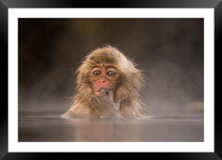 Young Japanese Macaque Framed Mounted Print by Keith Naylor