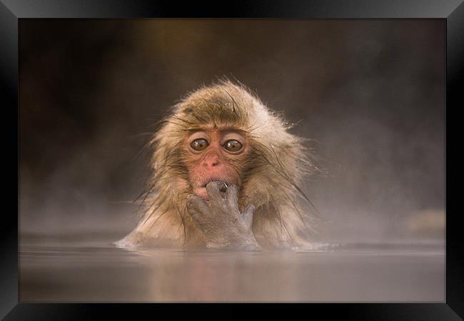 Young Japanese Macaque Framed Print by Keith Naylor