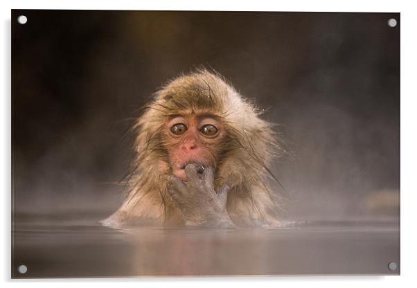 Young Japanese Macaque Acrylic by Keith Naylor