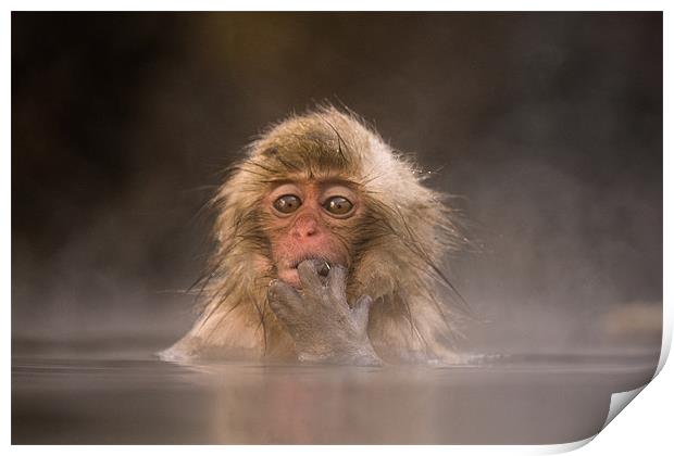 Young Japanese Macaque Print by Keith Naylor