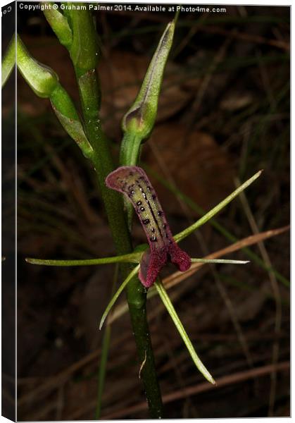  Tongue Orchid Canvas Print by Graham Palmer