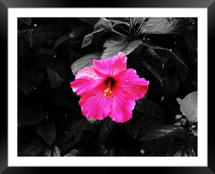  Revised Hibiscus Flower Framed Mounted Print by james balzano, jr.