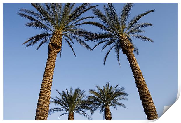 Jerusalem Palms Print by Mary Lane