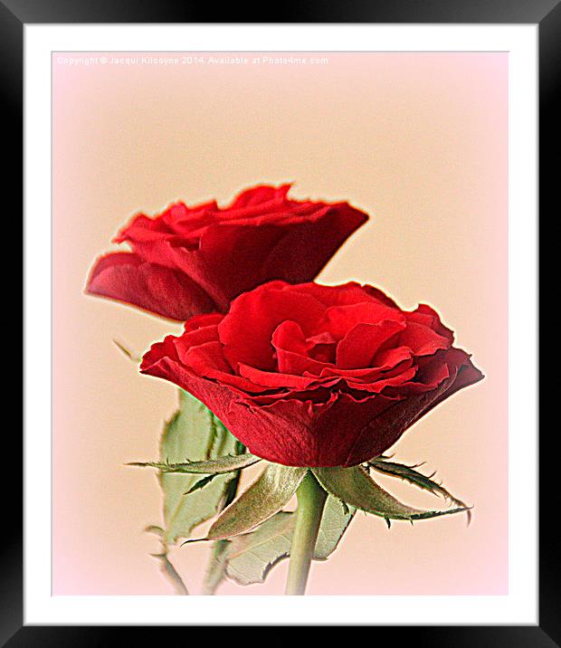 A Gift of Roses  Framed Mounted Print by Jacqui Kilcoyne