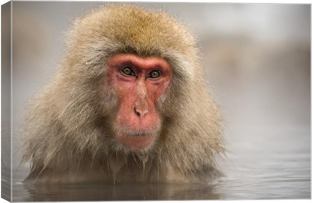 Japanese Macaque in Onsen Canvas Print by Keith Naylor