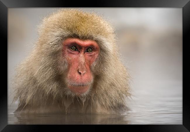 Japanese Macaque in Onsen Framed Print by Keith Naylor