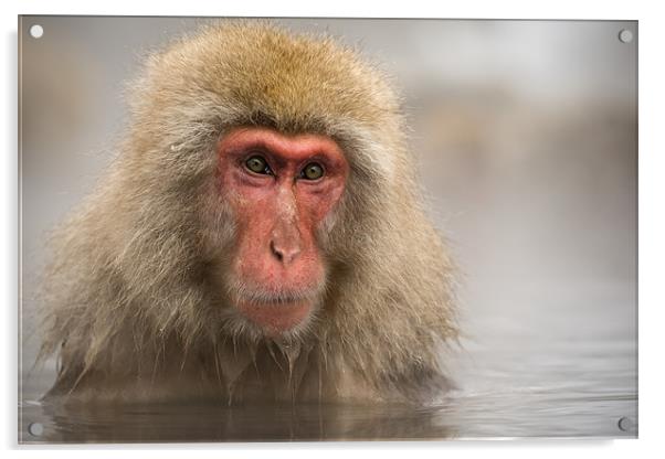 Japanese Macaque in Onsen Acrylic by Keith Naylor