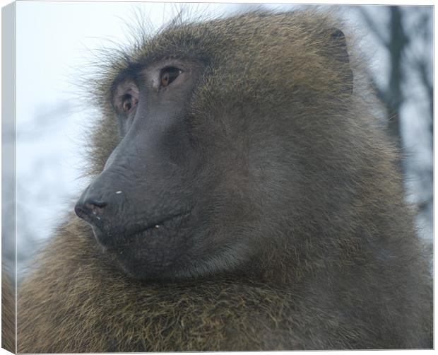 Dont make a baboon out of me Canvas Print by Mark Richardson