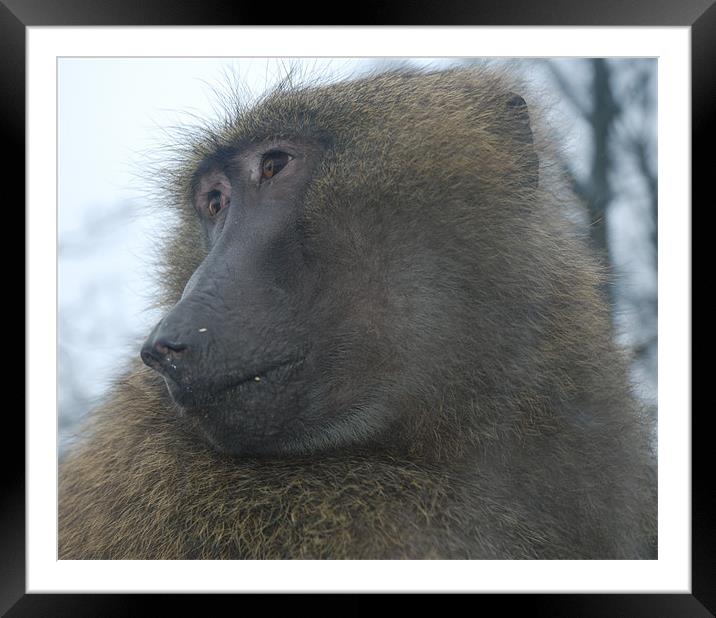 Dont make a baboon out of me Framed Mounted Print by Mark Richardson