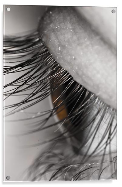 Eye macro Acrylic by Gabor Pozsgai