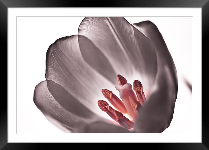 Tulip Framed Mounted Print by Gabor Pozsgai