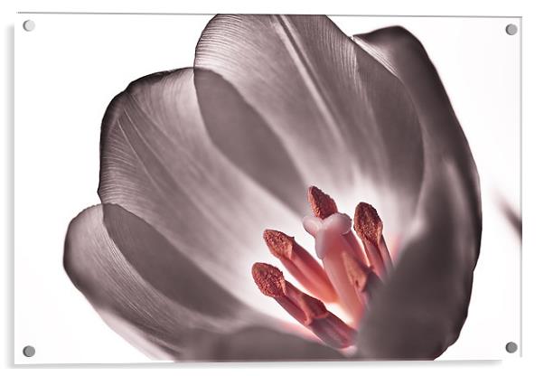Tulip Acrylic by Gabor Pozsgai