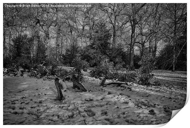  Snowy Woodland Scene in B&W Print by Brian Garner