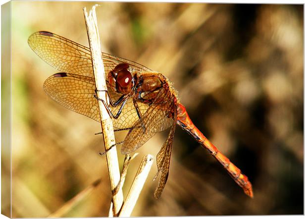 Dragonfly Canvas Print by val butcher