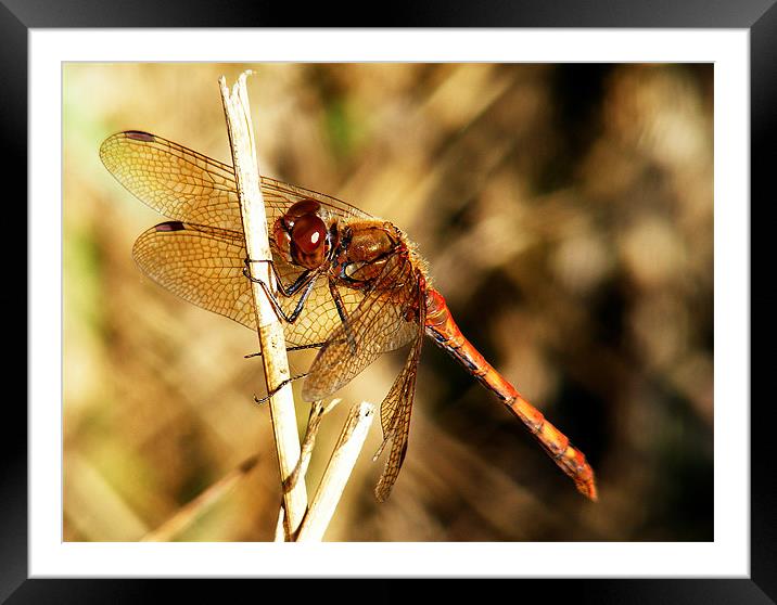 Dragonfly Framed Mounted Print by val butcher