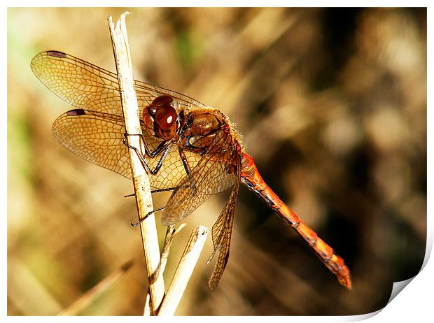 Dragonfly Print by val butcher