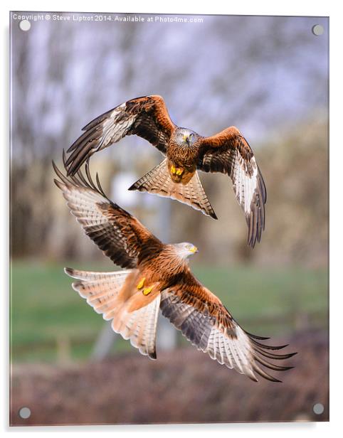  Red kites (Milvus milvus) Acrylic by Steve Liptrot