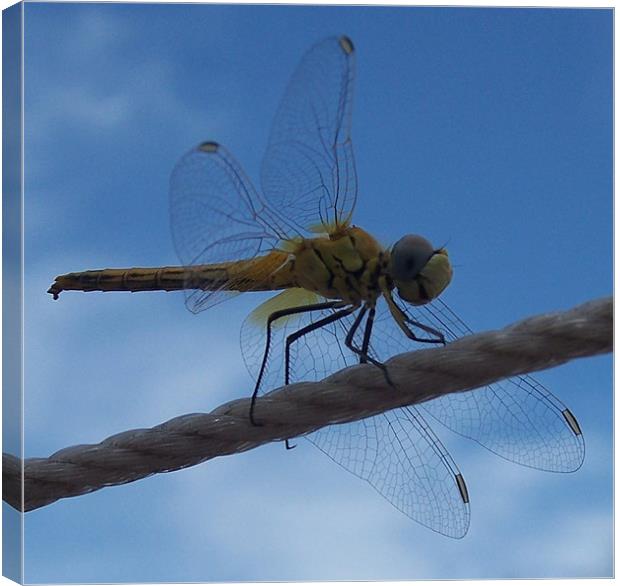 Dragonfly Close Up Canvas Print by Les Morris