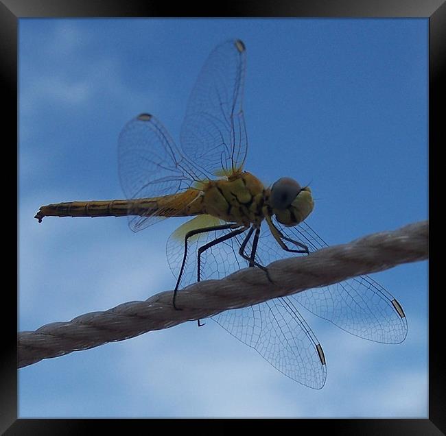 Dragonfly Close Up Framed Print by Les Morris