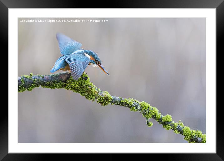  The Common Kingfisher (Alcedo atthis) Framed Mounted Print by Steve Liptrot