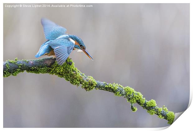  The Common Kingfisher (Alcedo atthis) Print by Steve Liptrot