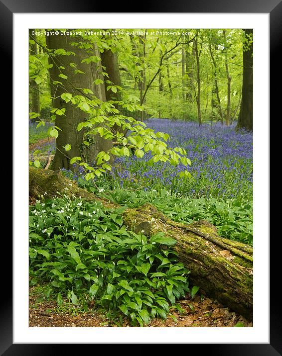 Bluebell Woodland in May  Framed Mounted Print by Elizabeth Debenham