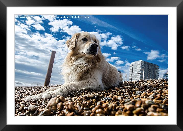  Dog on the beach Framed Mounted Print by Mark Caplice