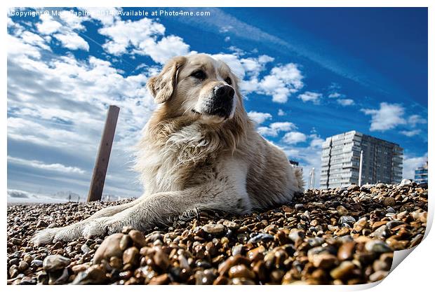  Dog on the beach Print by Mark Caplice