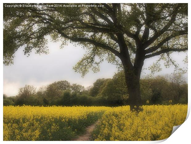 Oak Tree in a Field of Yellow Rapeseed. Print by Elizabeth Debenham