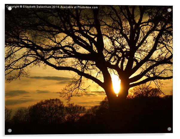 Silhouetted Oak Tree at Sunset Acrylic by Elizabeth Debenham