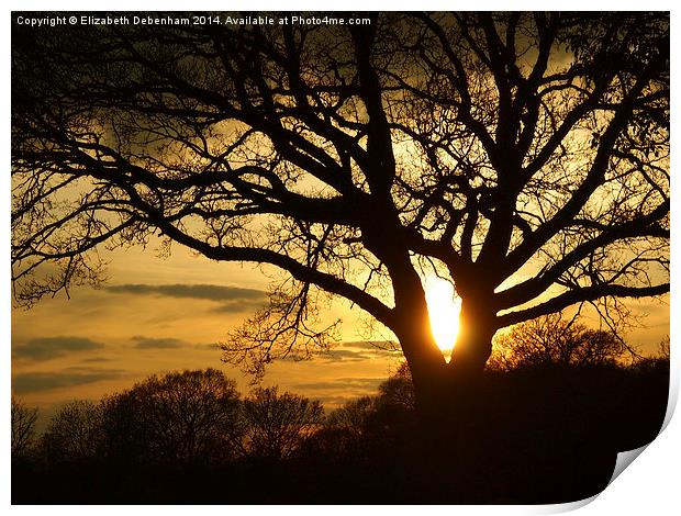 Silhouetted Oak Tree at Sunset Print by Elizabeth Debenham