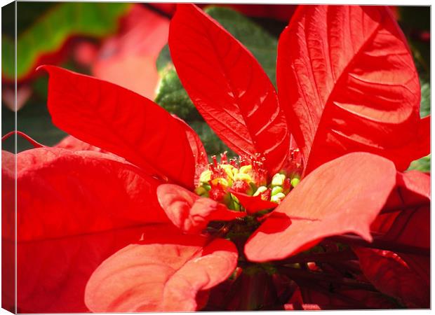 Poinsettia Canvas Print by Mary Lane