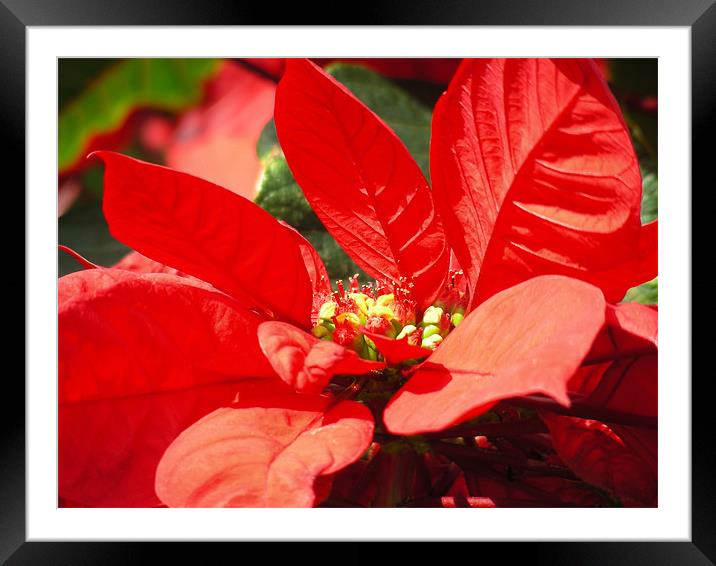 Poinsettia Framed Mounted Print by Mary Lane