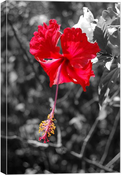  Silhouetted Hibiscus Canvas Print by james balzano, jr.