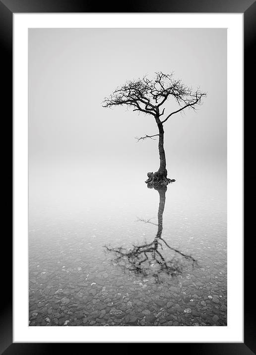 Misty Tree Framed Mounted Print by Grant Glendinning