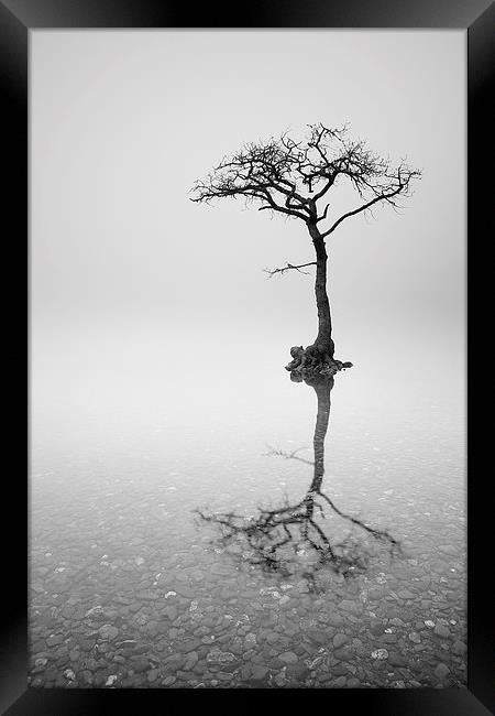 Misty Tree Framed Print by Grant Glendinning