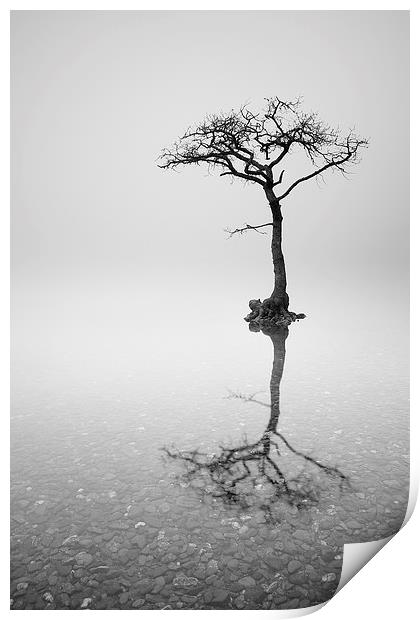 Misty Tree Print by Grant Glendinning