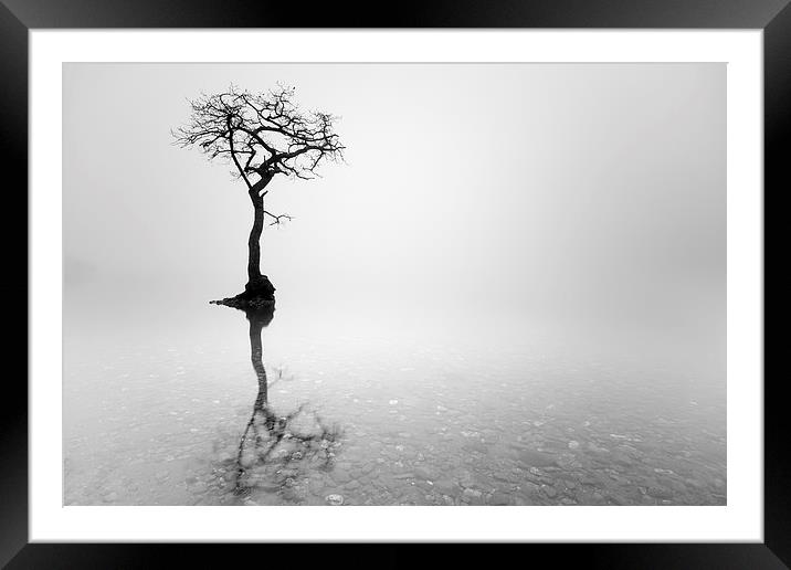 Misty Tree  Framed Mounted Print by Grant Glendinning