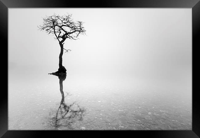 Misty Tree  Framed Print by Grant Glendinning
