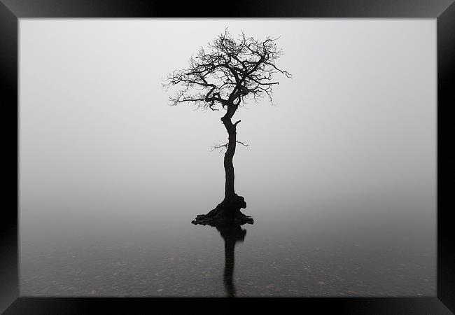 Misty Tree  Framed Print by Grant Glendinning