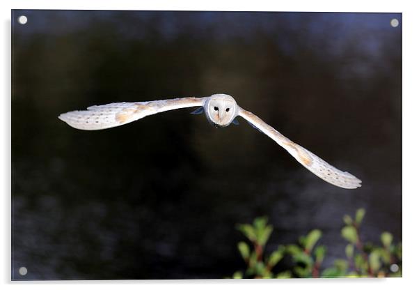 Barn Owl  Acrylic by Grant Glendinning