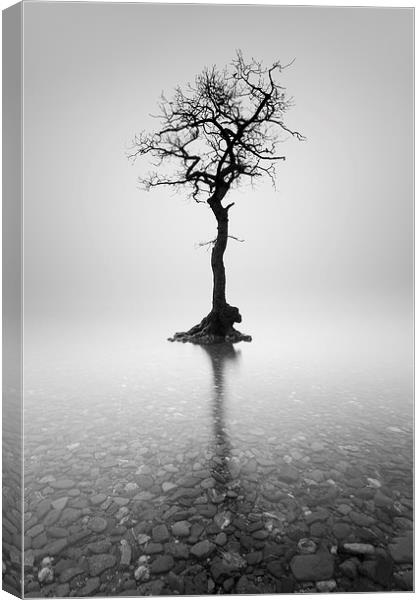  Lone Tree in the mist Canvas Print by Grant Glendinning