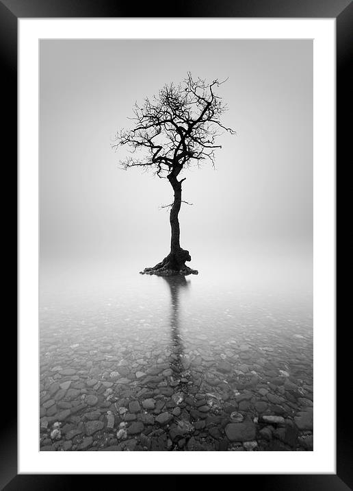  Lone Tree in the mist Framed Mounted Print by Grant Glendinning