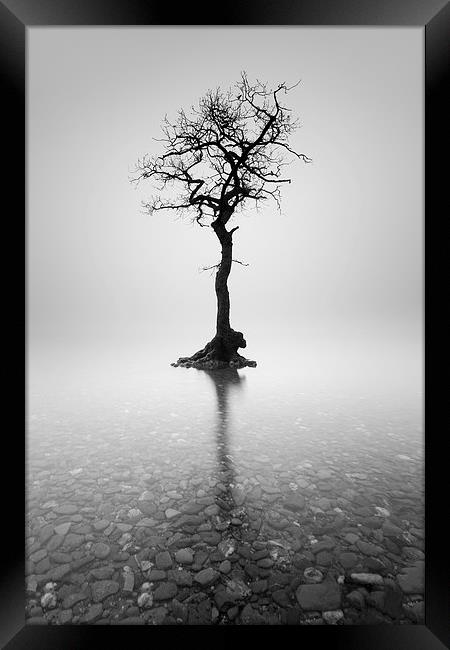  Lone Tree in the mist Framed Print by Grant Glendinning