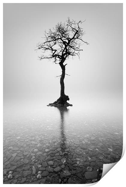  Lone Tree in the mist Print by Grant Glendinning
